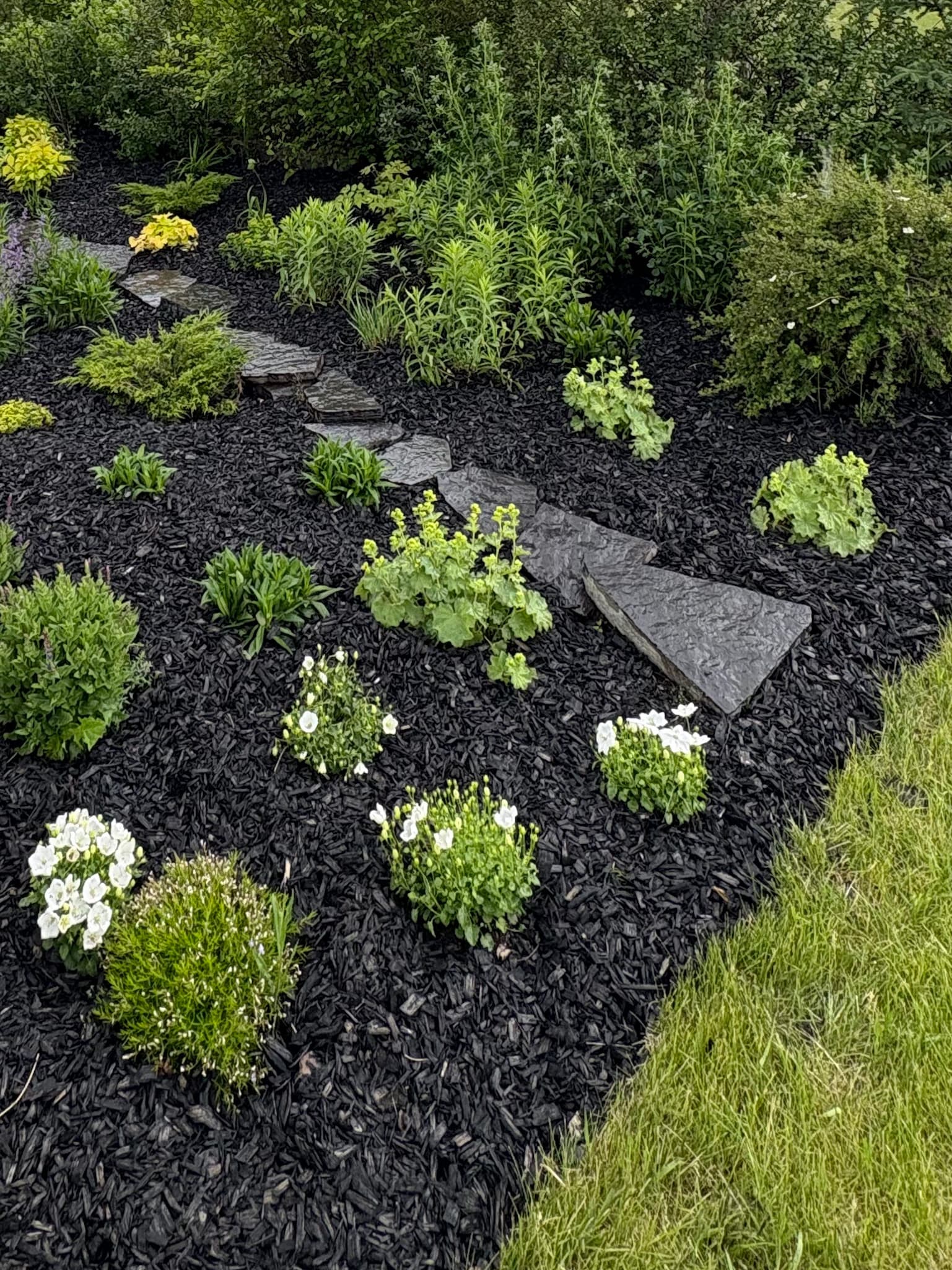 Garden bed with black mulch and plantings by Temple