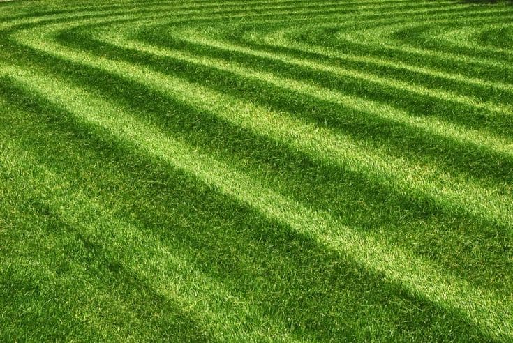 Fresh cut lawn