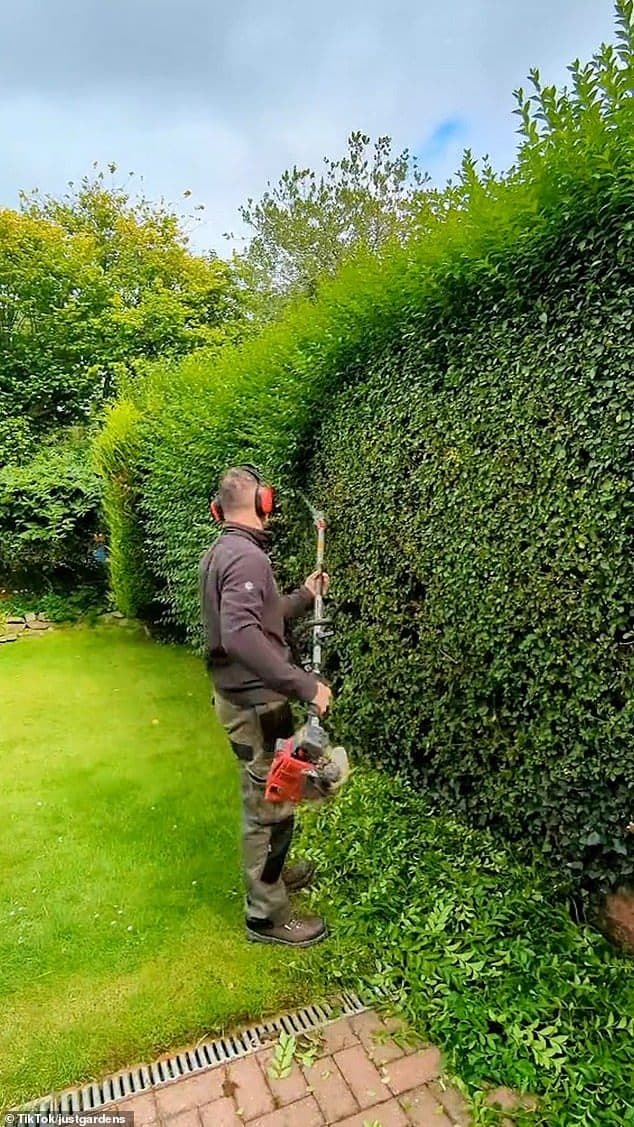 Professional hedge trimming and shaping in Calgary by Temple Landscaping